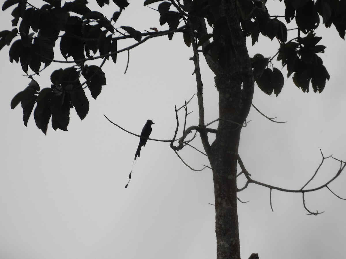 Greater Racket-tailed Drongo - ML619027661