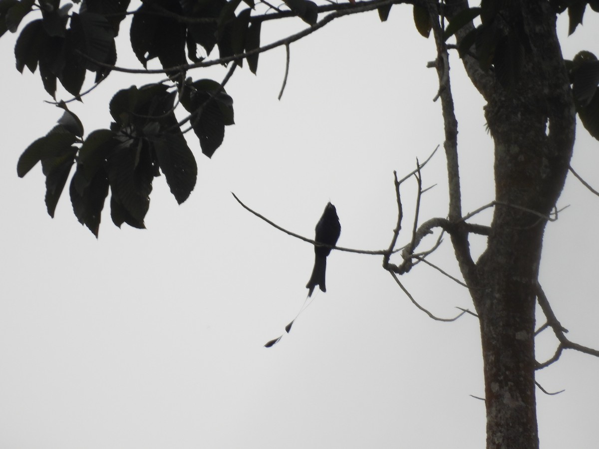 Greater Racket-tailed Drongo - ML619027664