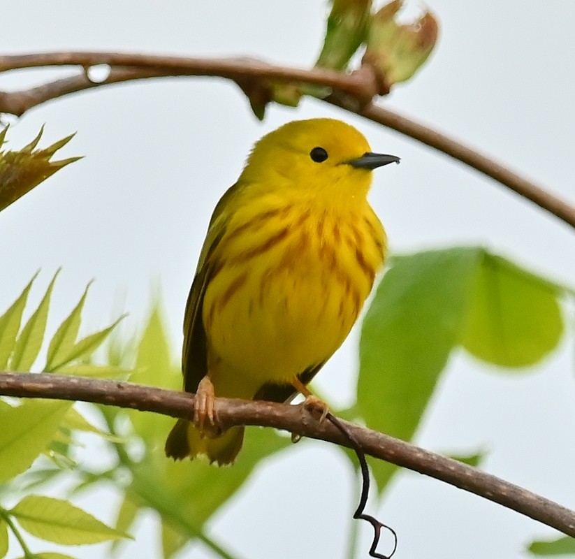 Yellow Warbler - Regis Fortin