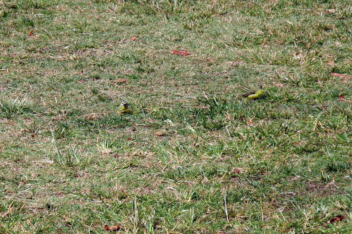 Yellow-fronted Canary - ML619027715