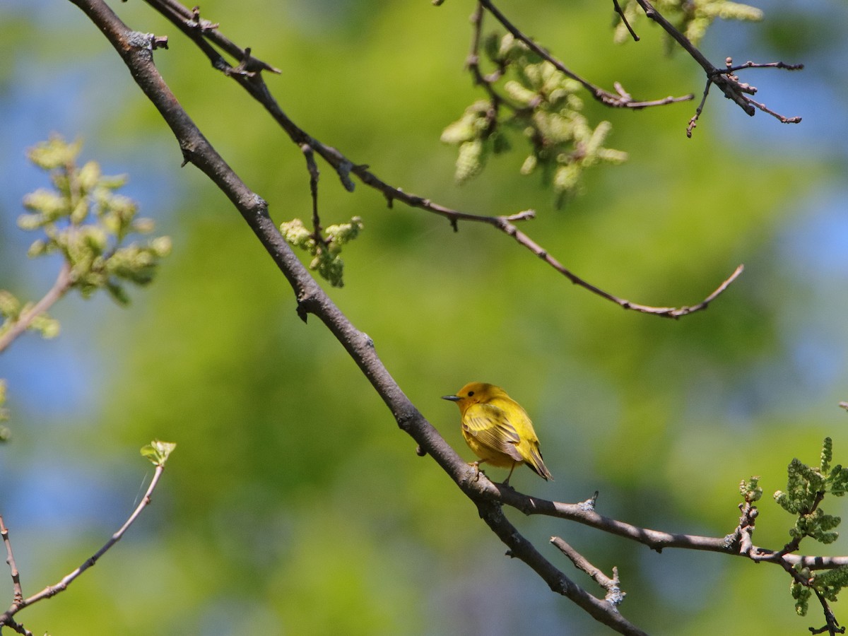 Yellow Warbler - ML619027729