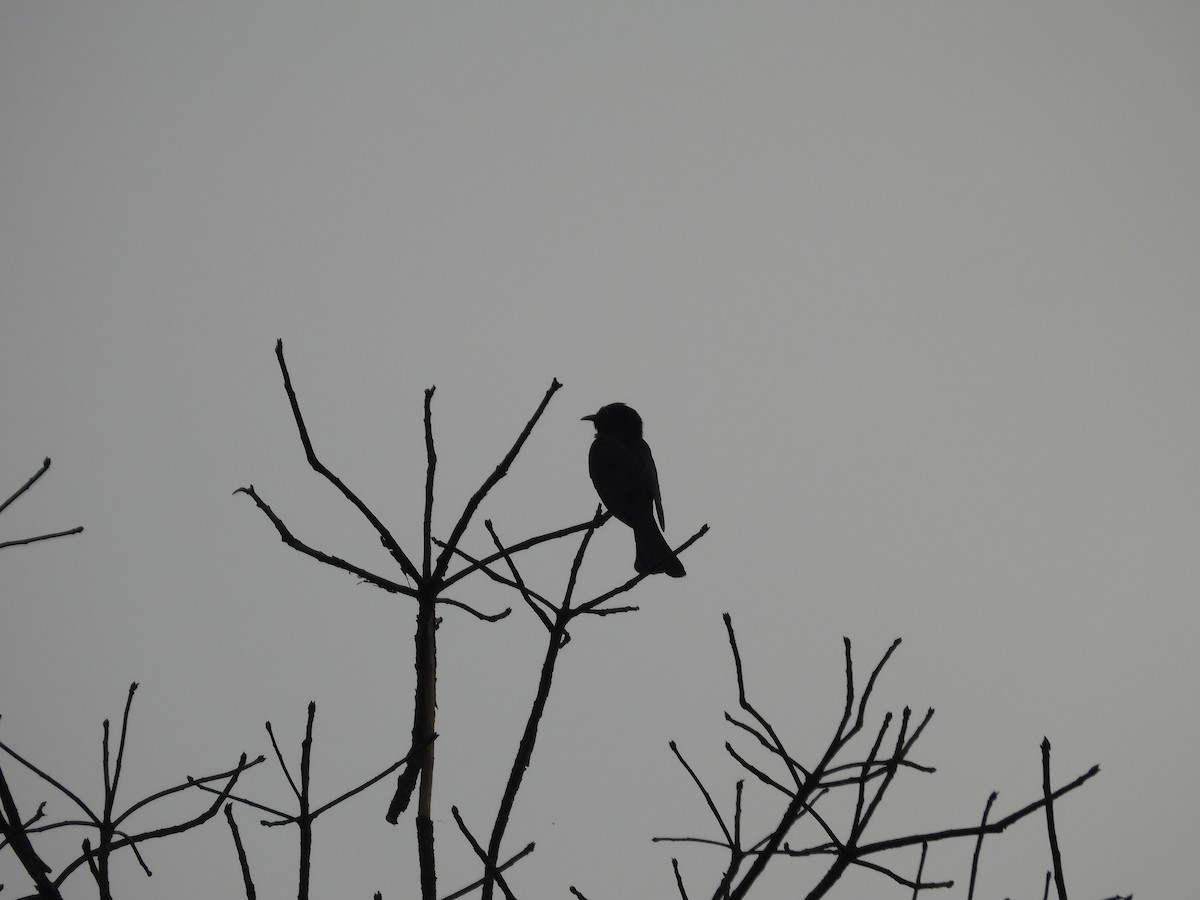 Square-tailed Drongo-Cuckoo - ML619027755