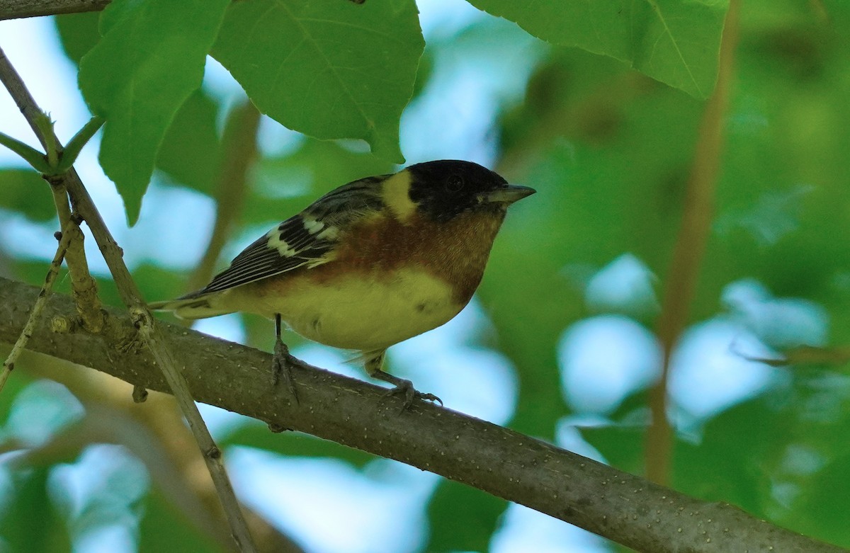 Bay-breasted Warbler - ML619027757