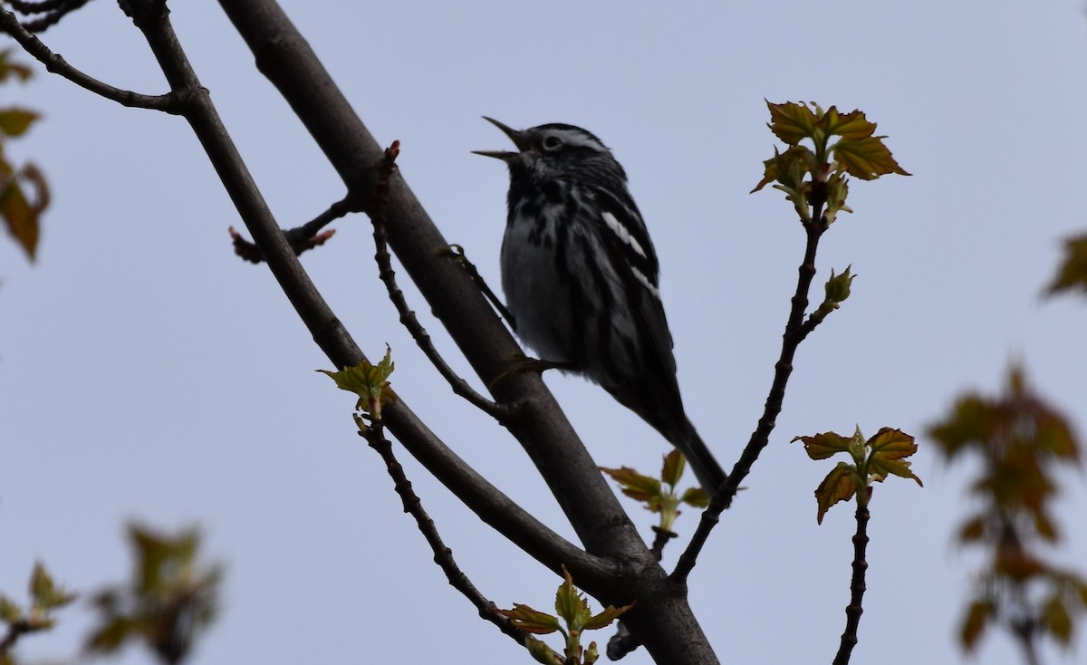 Black-and-white Warbler - ML619027758