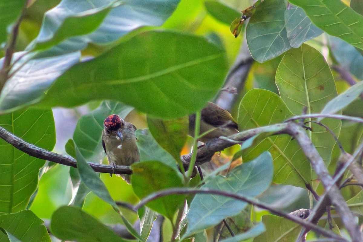 Plain-breasted Piculet - ML619027760