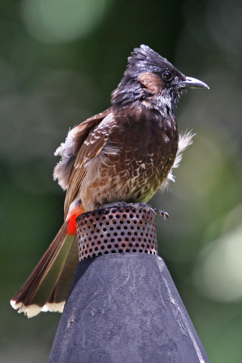 Red-vented Bulbul - ML619027825