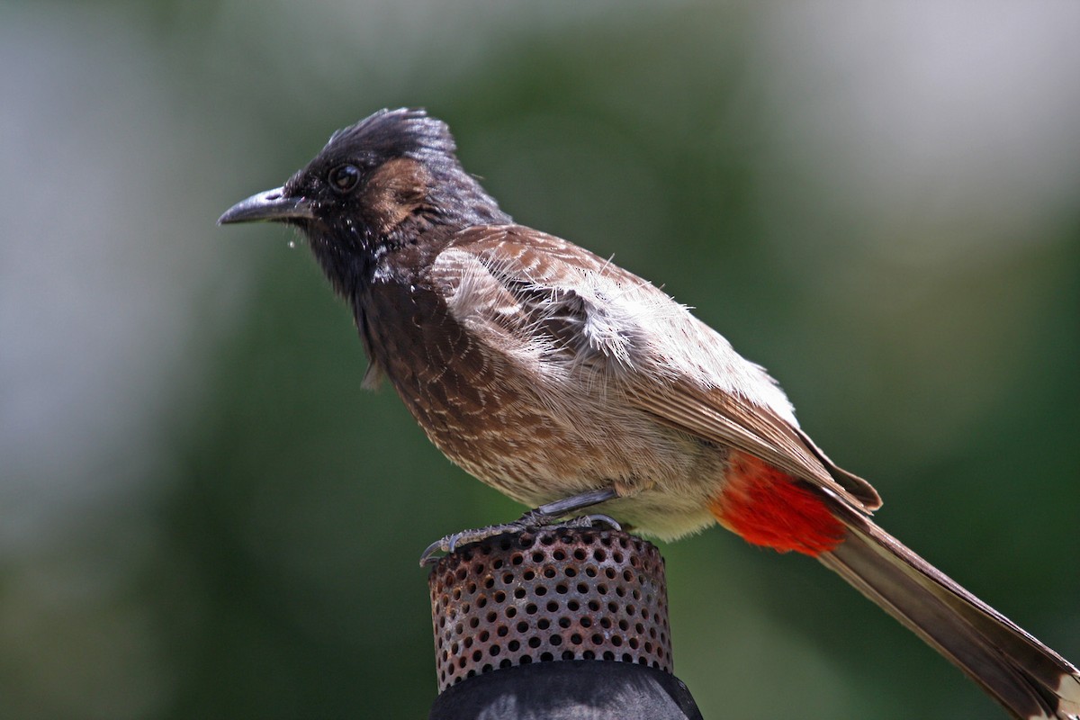 Red-vented Bulbul - ML619027829