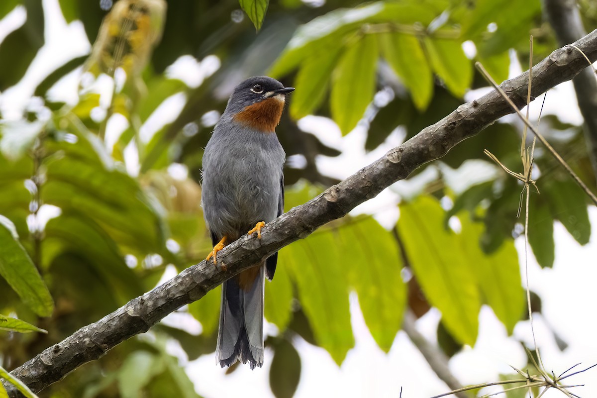 Rufous-throated Solitaire - ML619027833