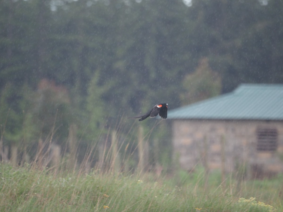 Long-tailed Widowbird - Adrian Hinkle