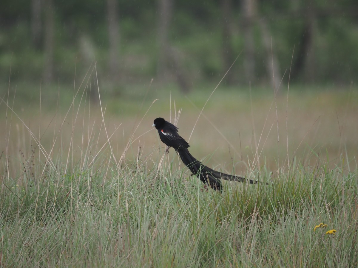 Long-tailed Widowbird - ML619027840