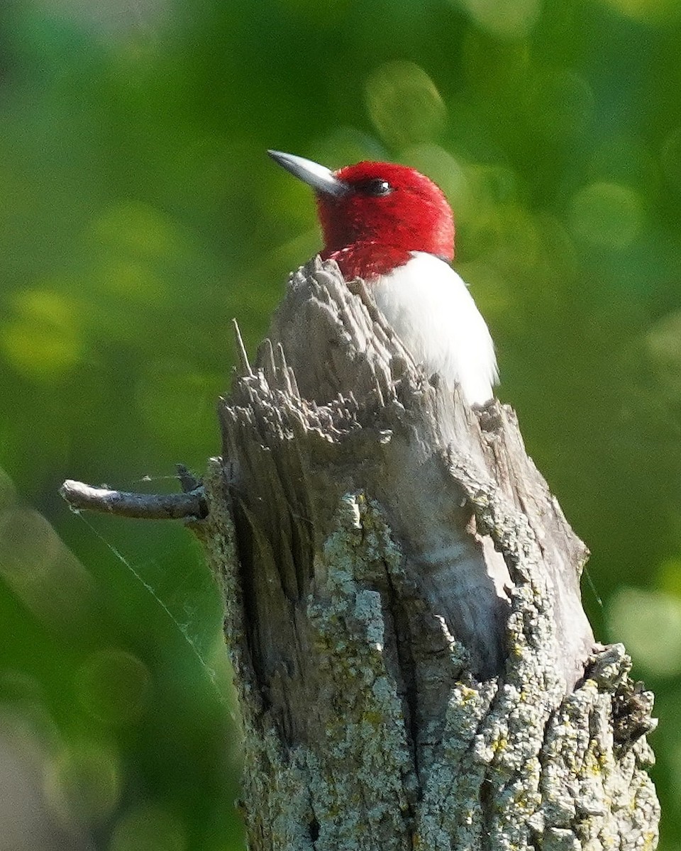 Red-headed Woodpecker - Dennis Mersky