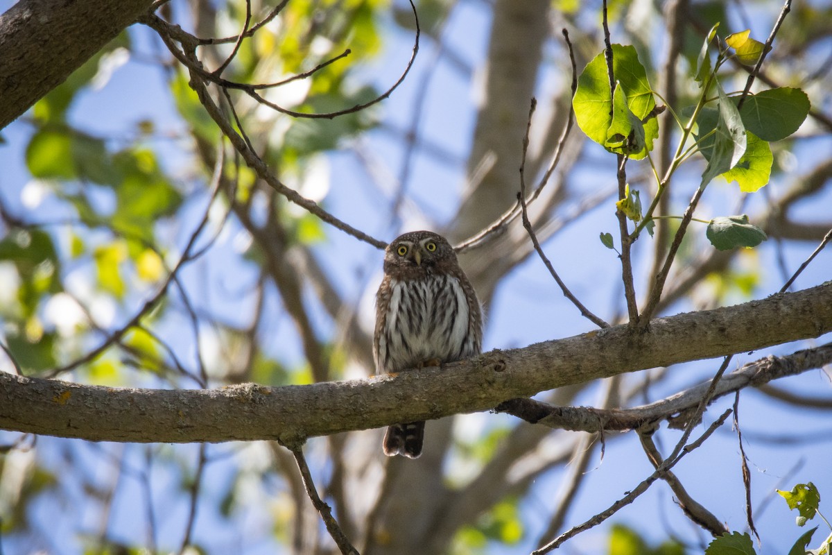 Northern Pygmy-Owl - ML619027863