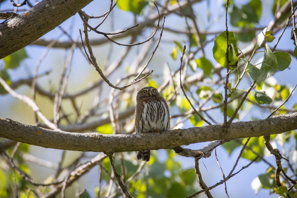 Northern Pygmy-Owl - ML619027864