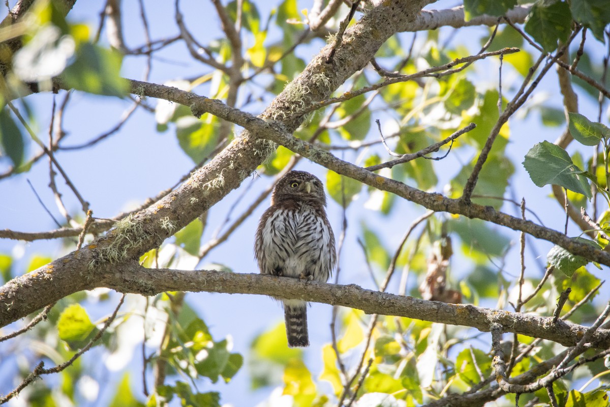Northern Pygmy-Owl - ML619027867