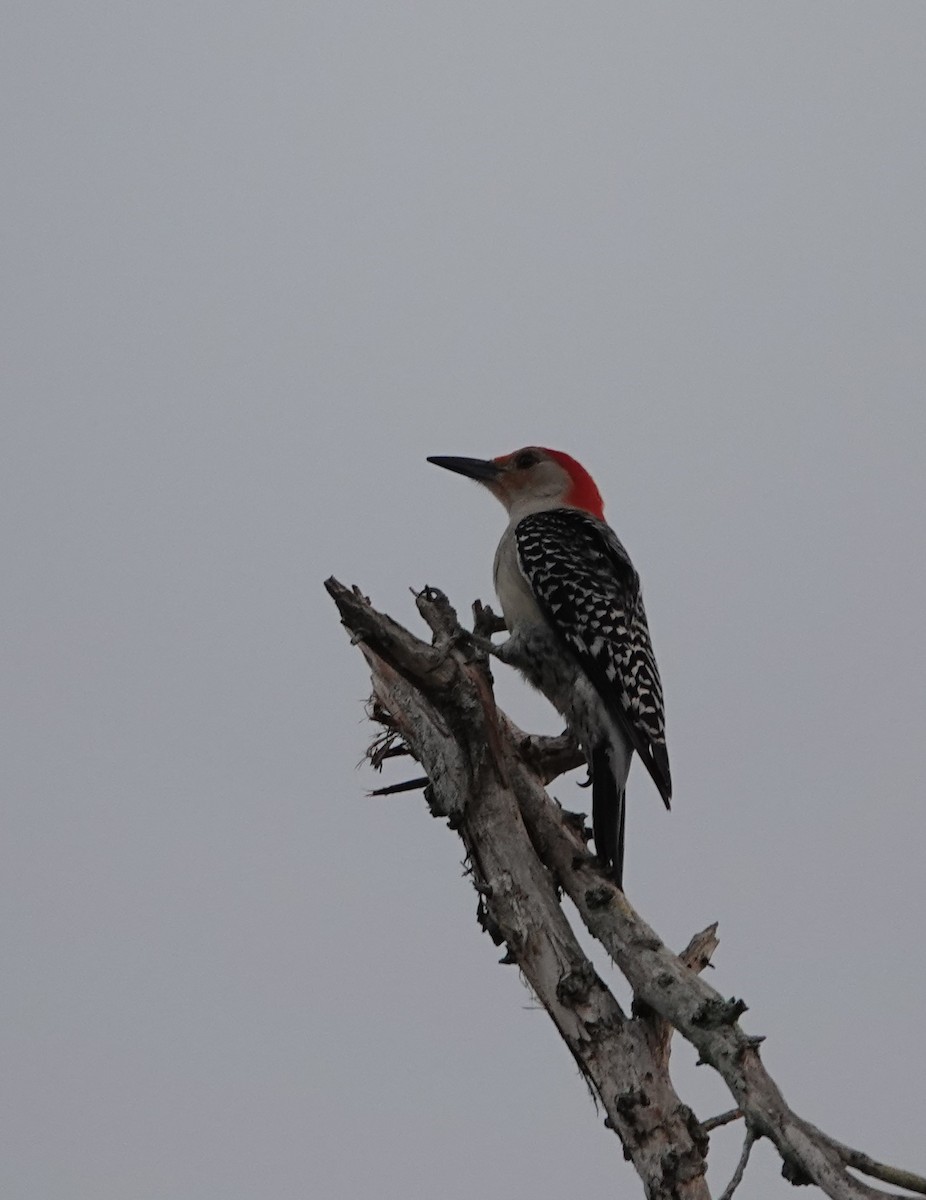 Red-bellied Woodpecker - ML619027915