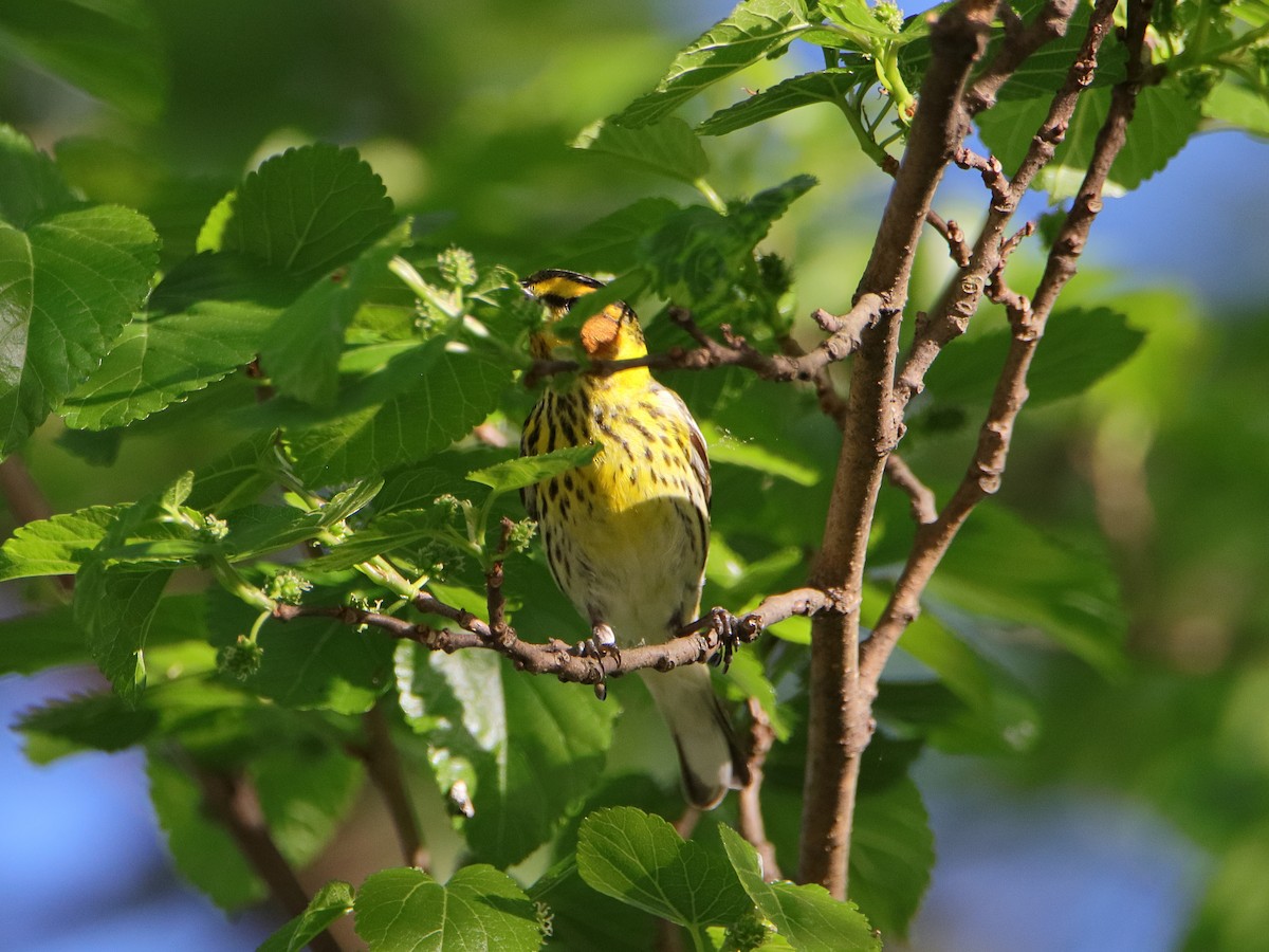 Cape May Warbler - Dani Siddle