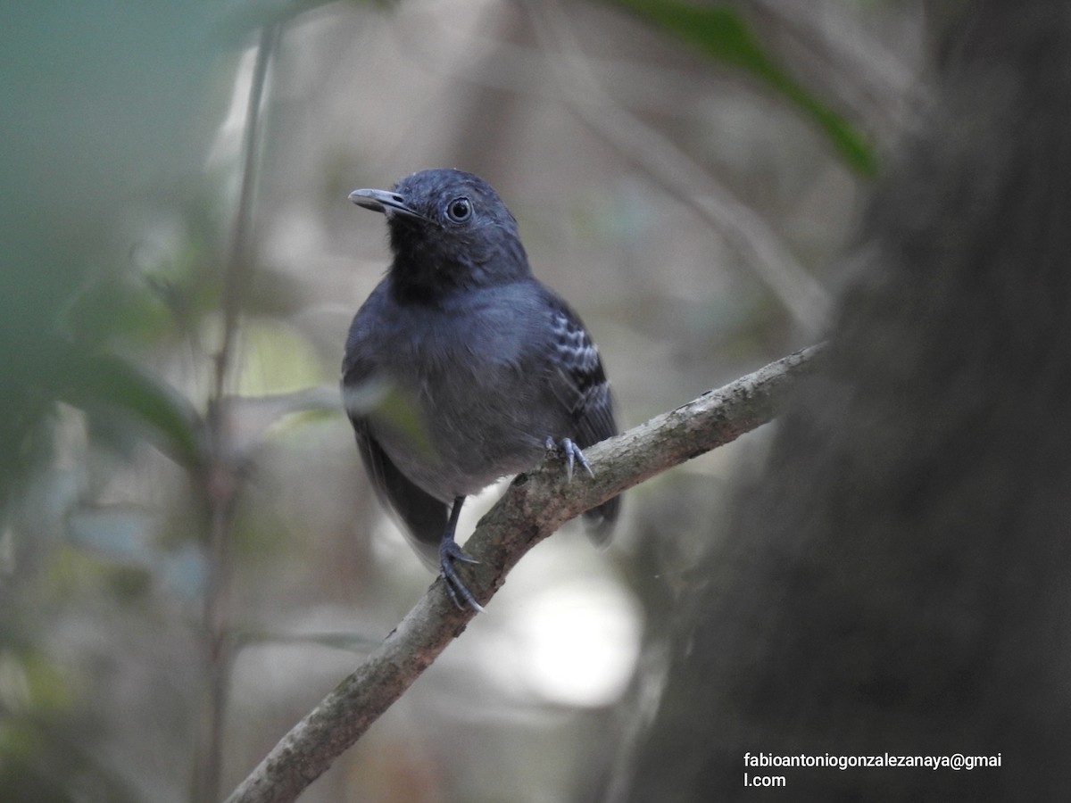 Black-chinned Antbird - ML619027954