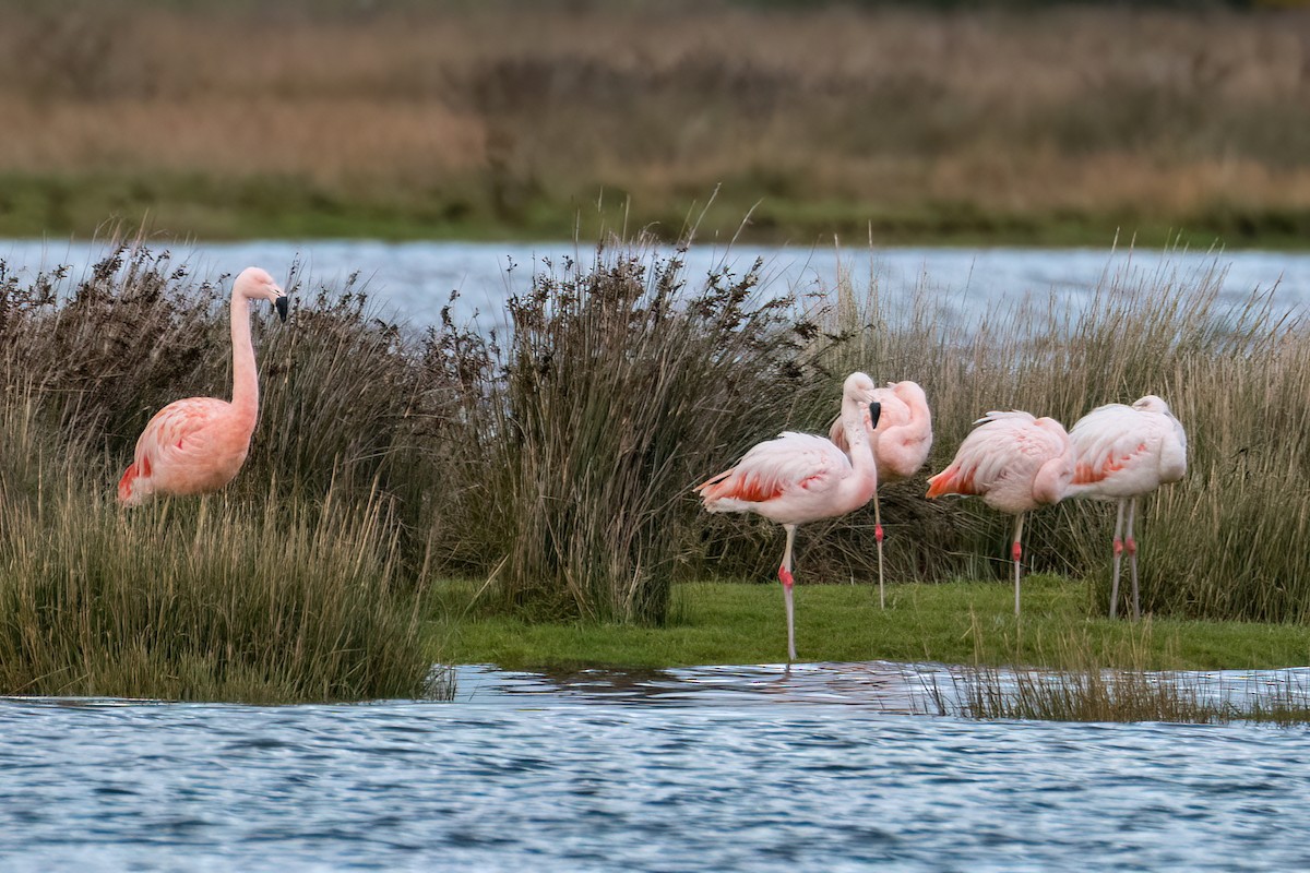 Chilean Flamingo - DANIEL ESTEBAN STANGE FERNANDEZ