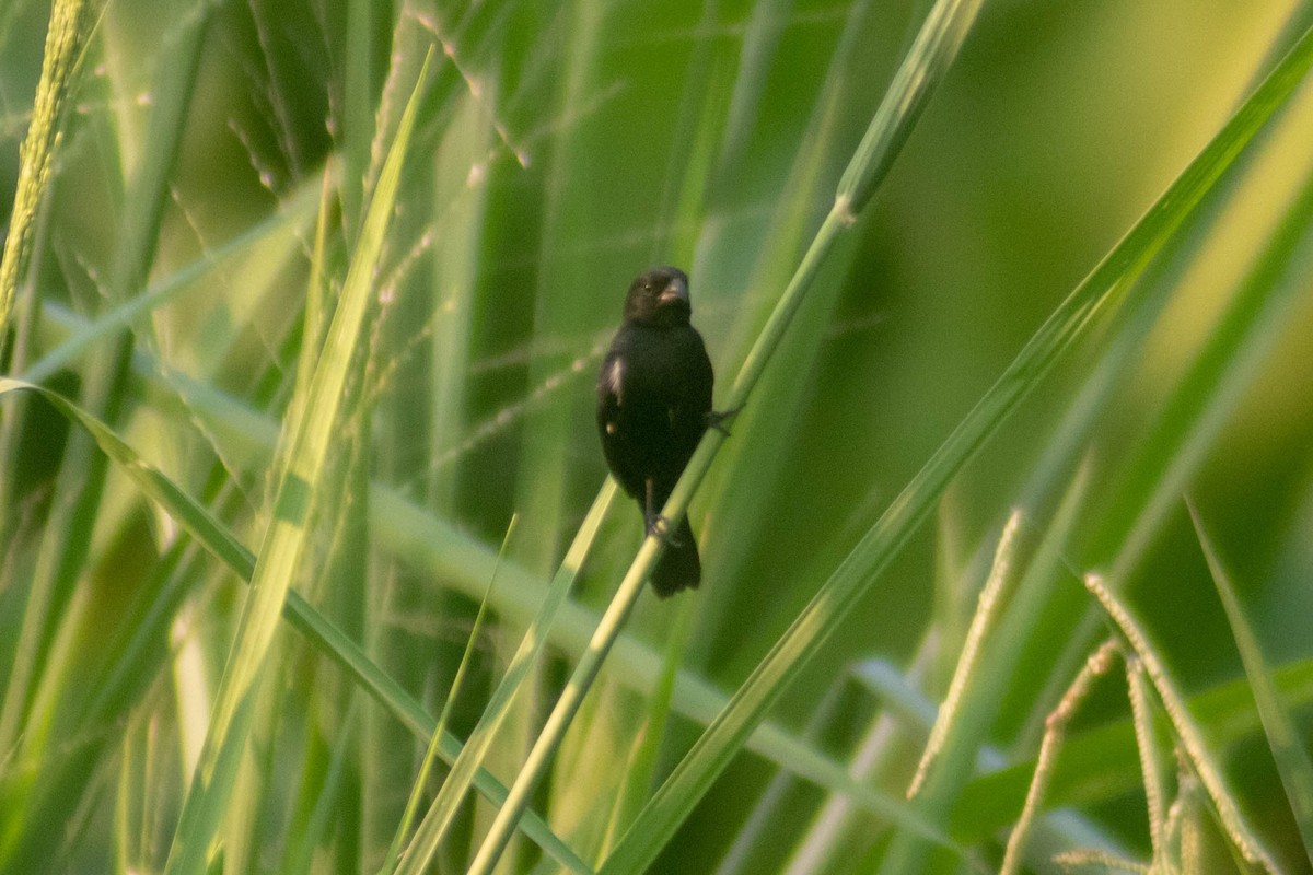 Thick-billed Seed-Finch - ML619028020