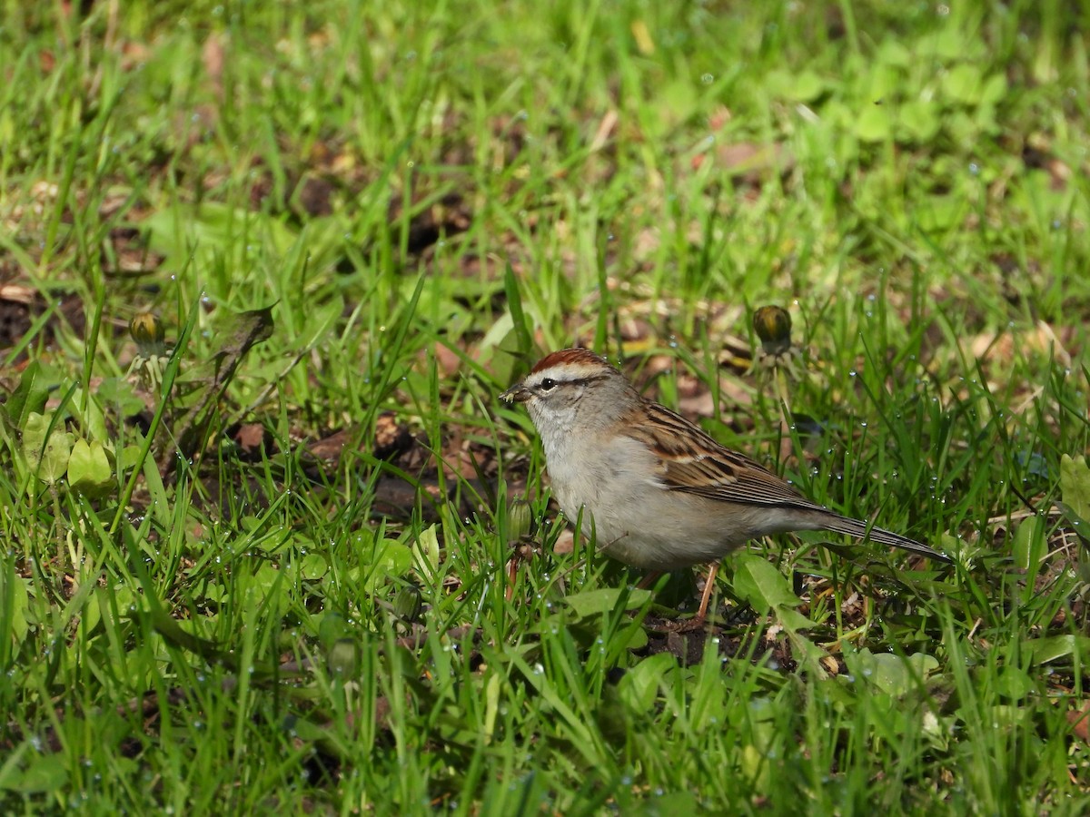 Chipping Sparrow - ML619028036