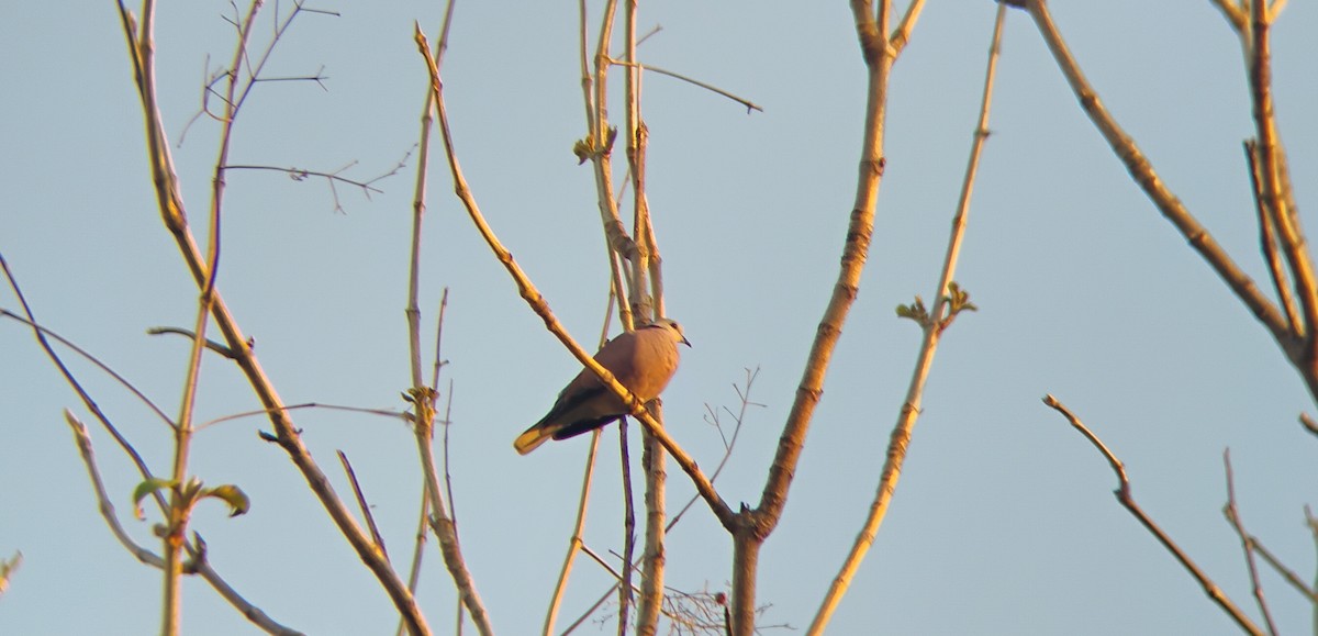 Red Collared-Dove - ML619028070