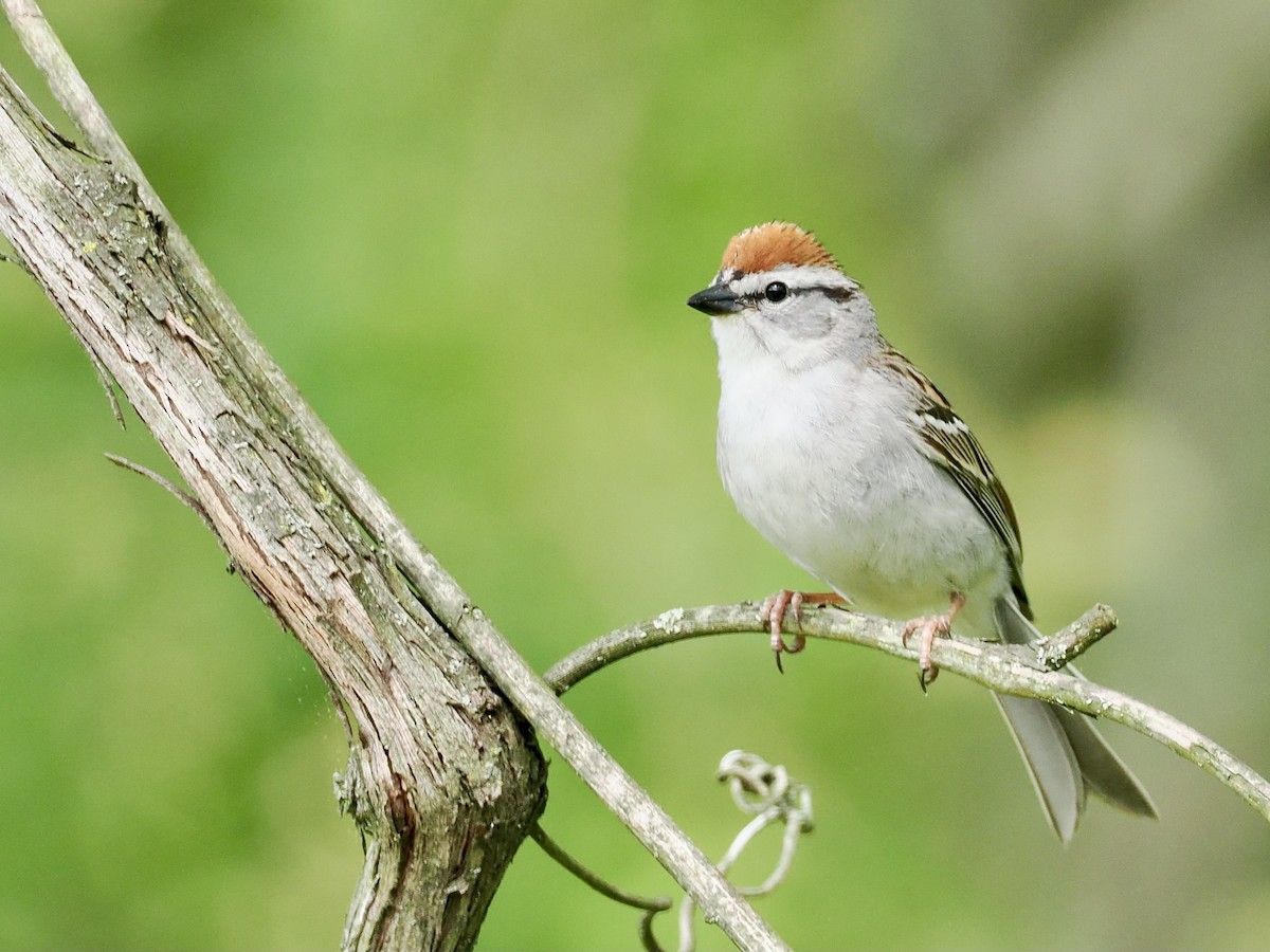 Chipping Sparrow - ML619028107