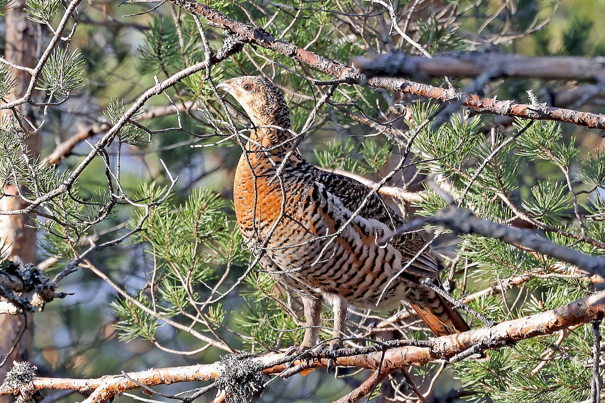 Western Capercaillie - Phillip Edwards
