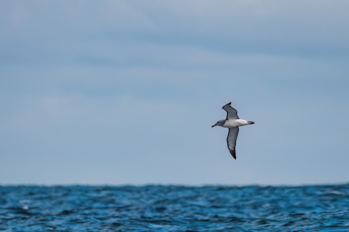 albatros snarský - ML619028152