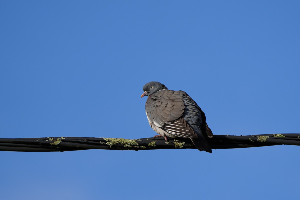 Common Wood-Pigeon - ML619028170