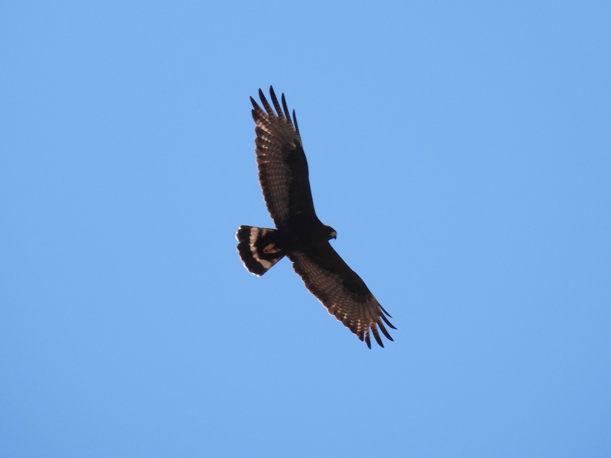 Zone-tailed Hawk - ML619028181