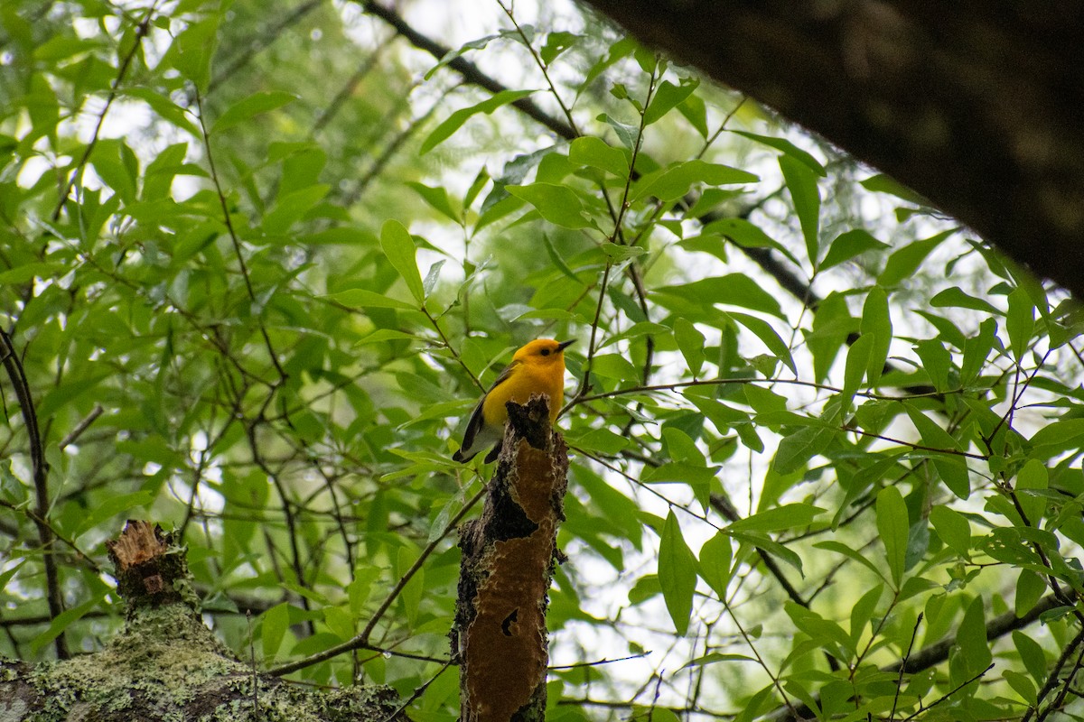 Prothonotary Warbler - ML619028217