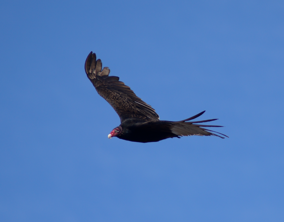 Turkey Vulture - ML619028298