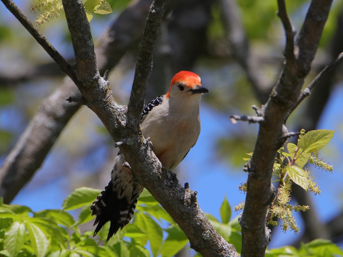 Red-bellied Woodpecker - ML619028324