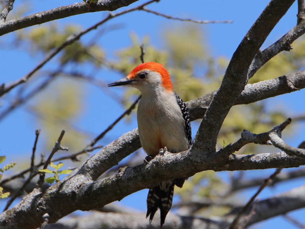 Red-bellied Woodpecker - ML619028325