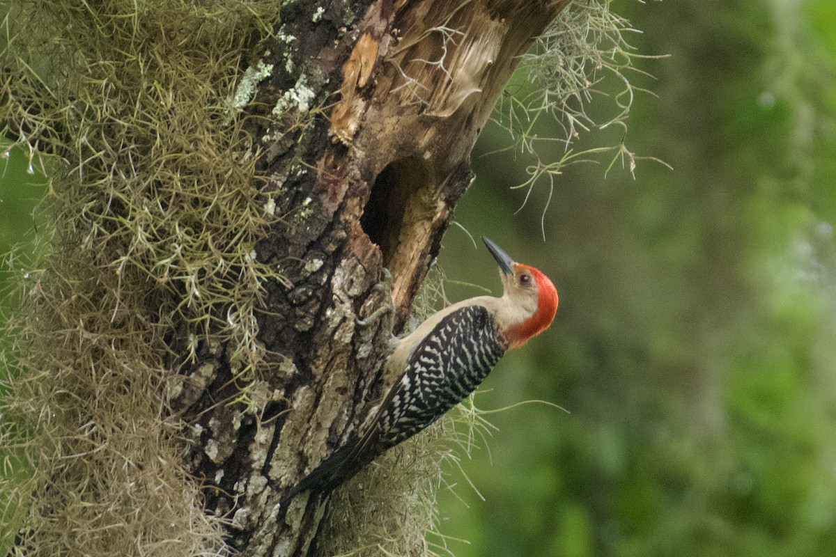 Red-bellied Woodpecker - Debbie Metler
