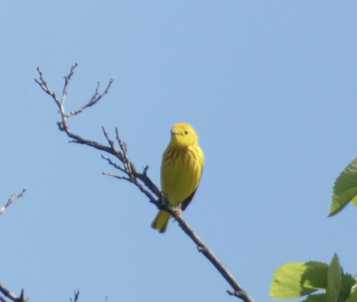 Yellow Warbler - ML619028340