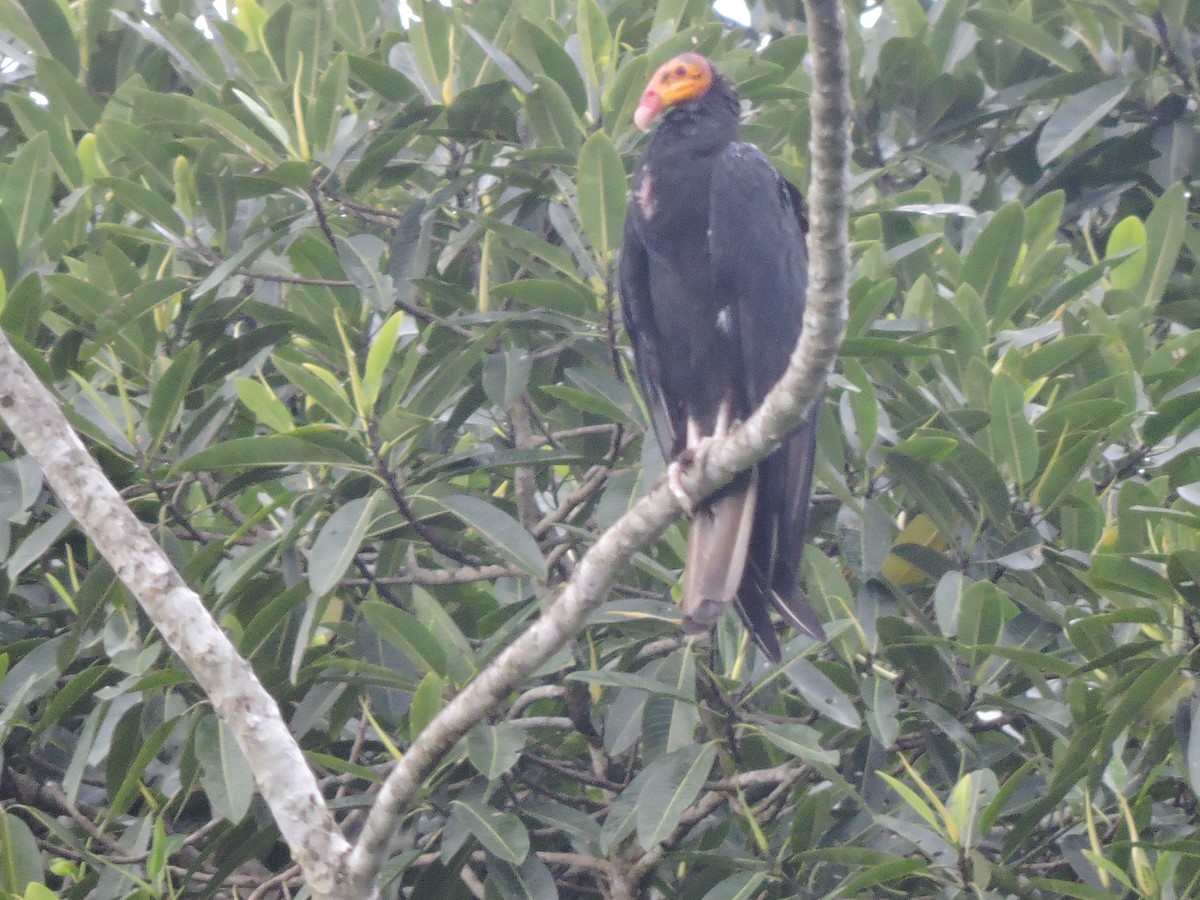 Greater Yellow-headed Vulture - ML619028346