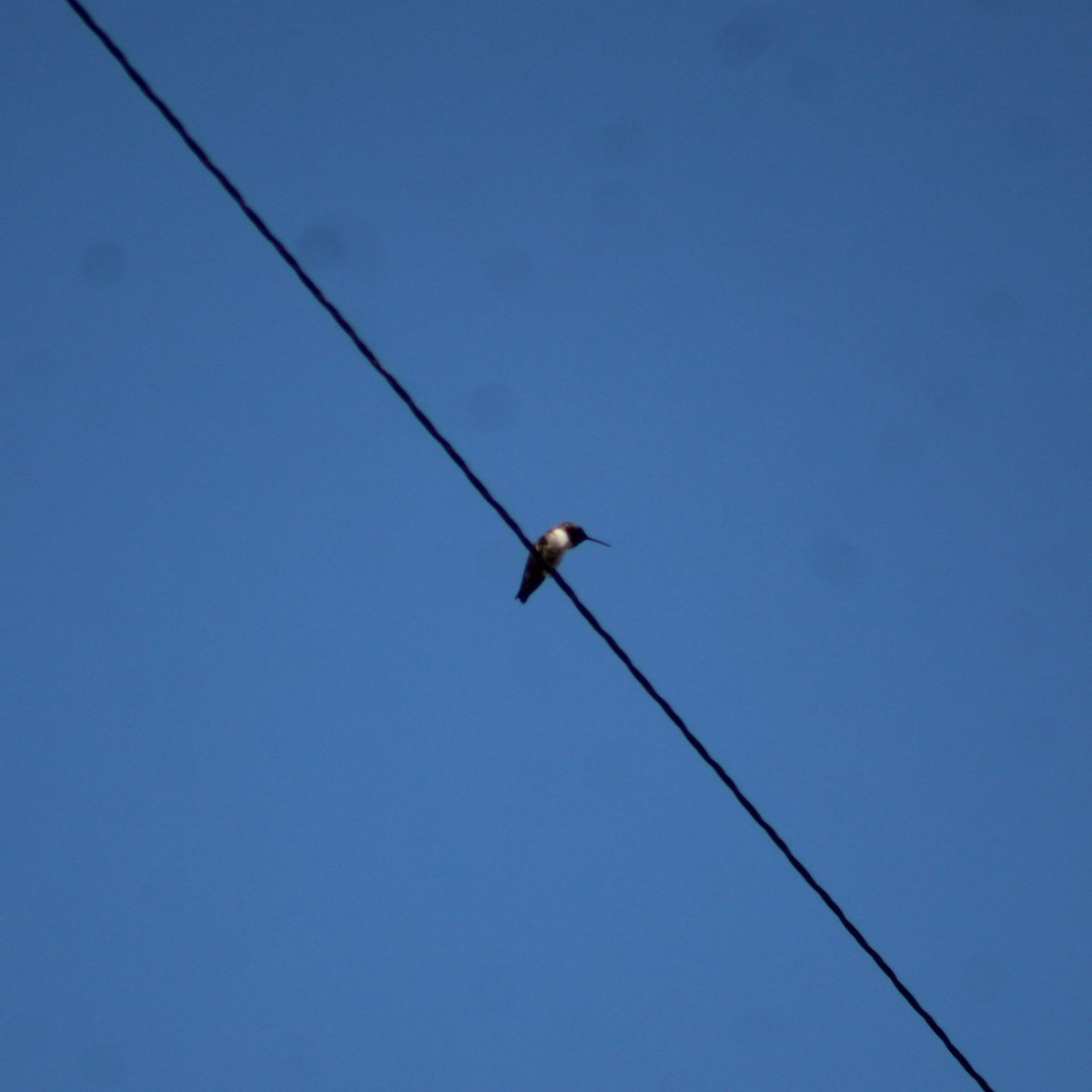 Black-chinned Hummingbird - ML619028372