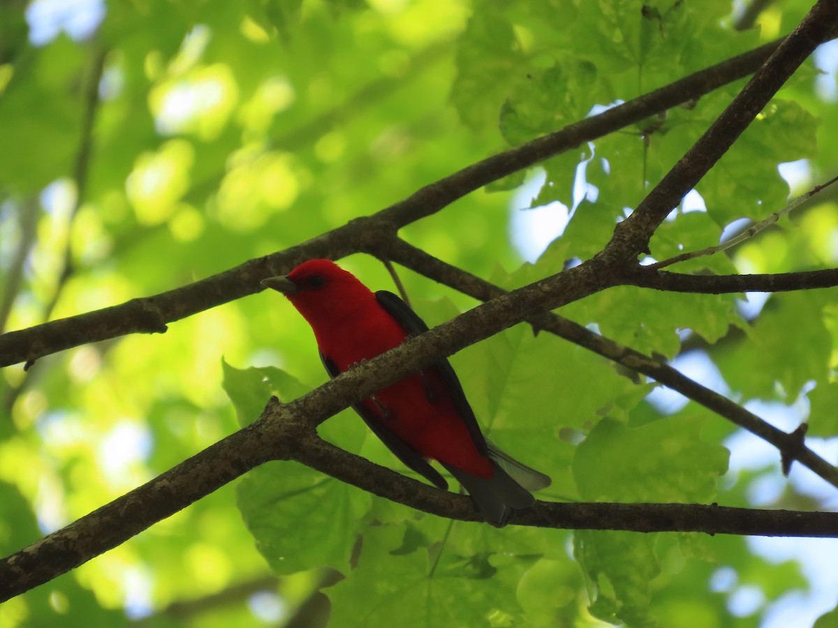 Scarlet Tanager - ML619028417