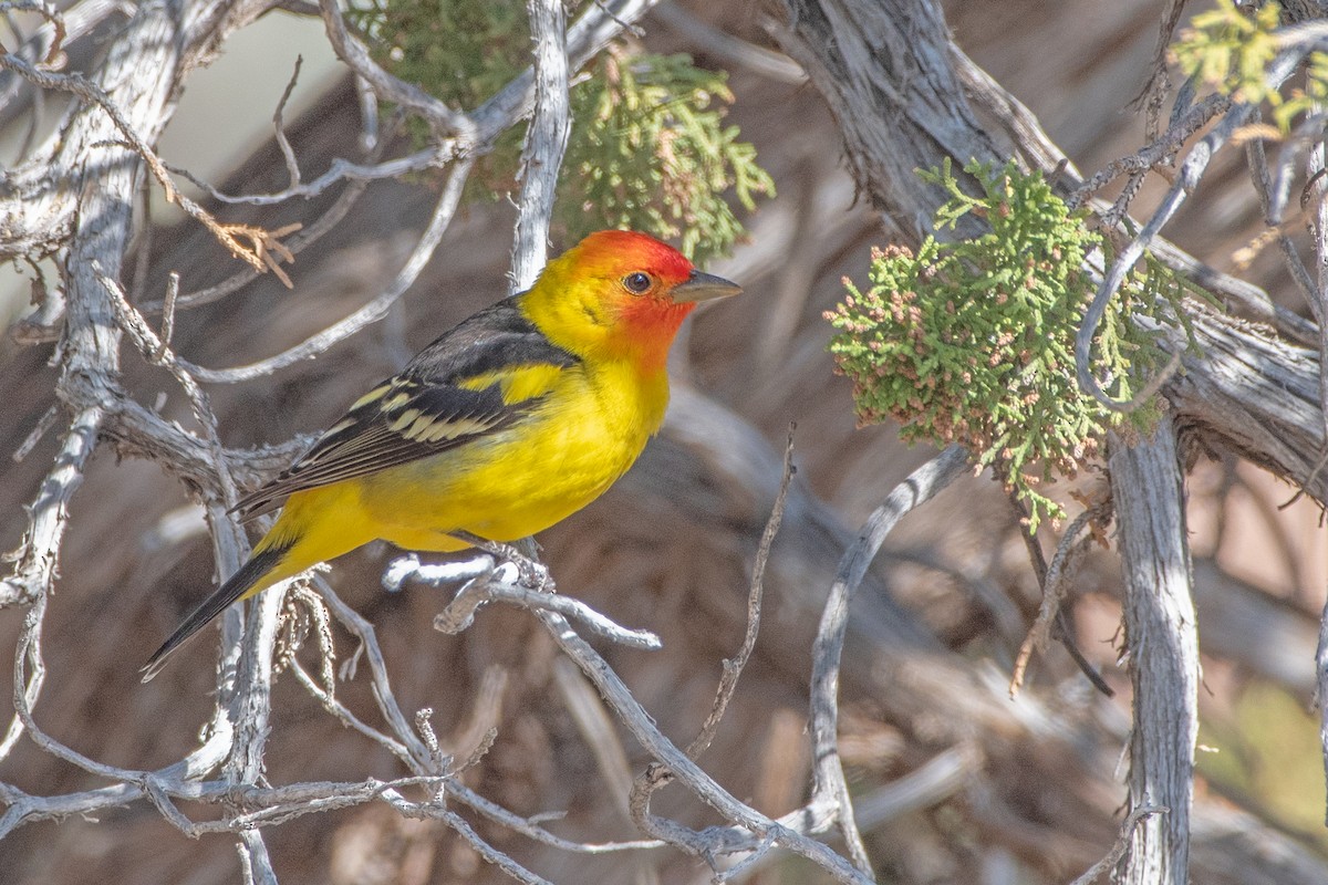 Western Tanager - ML619028501