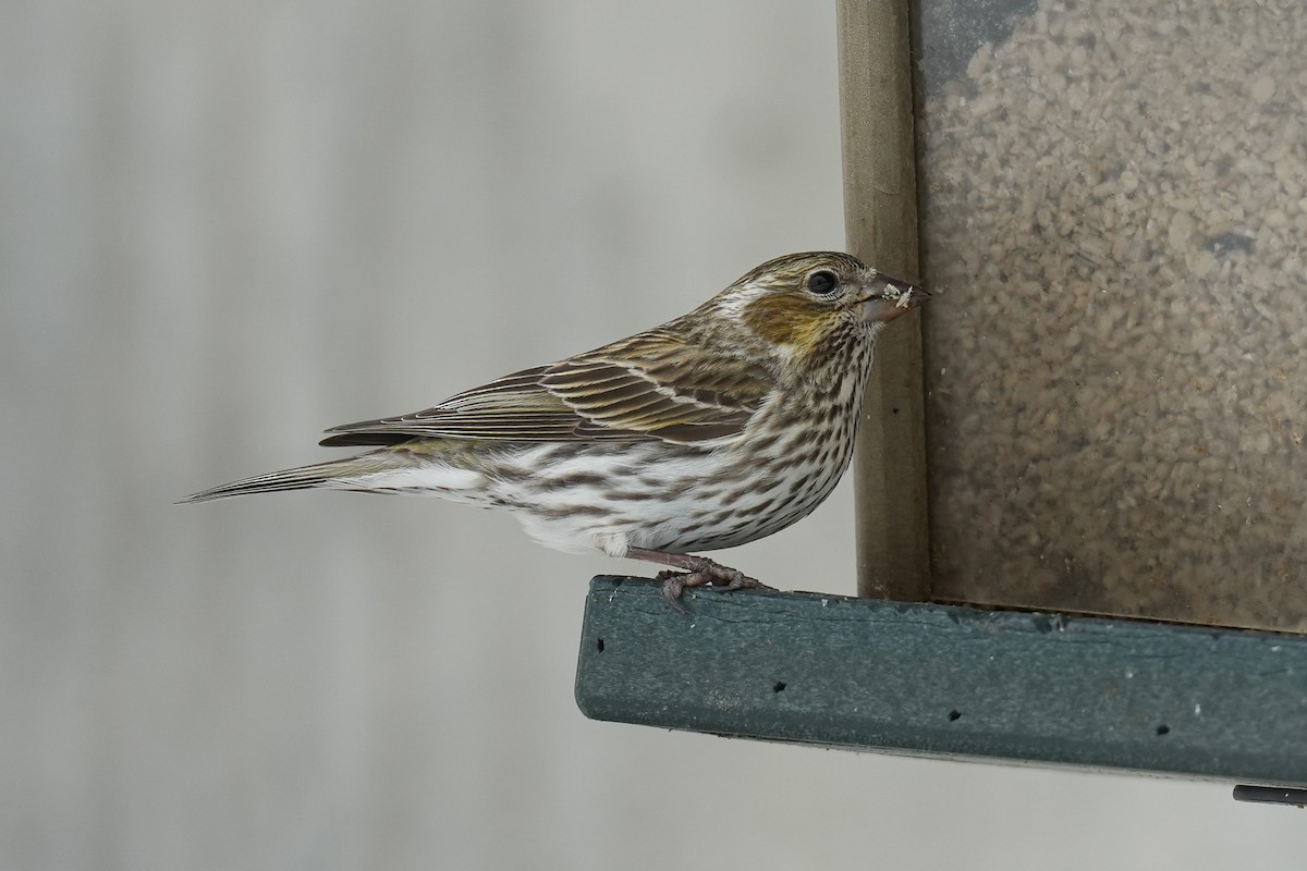 Cassin's Finch - Patty Griffith