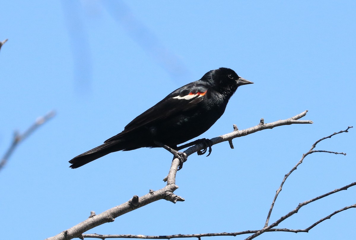 Tricolored Blackbird - adam zions