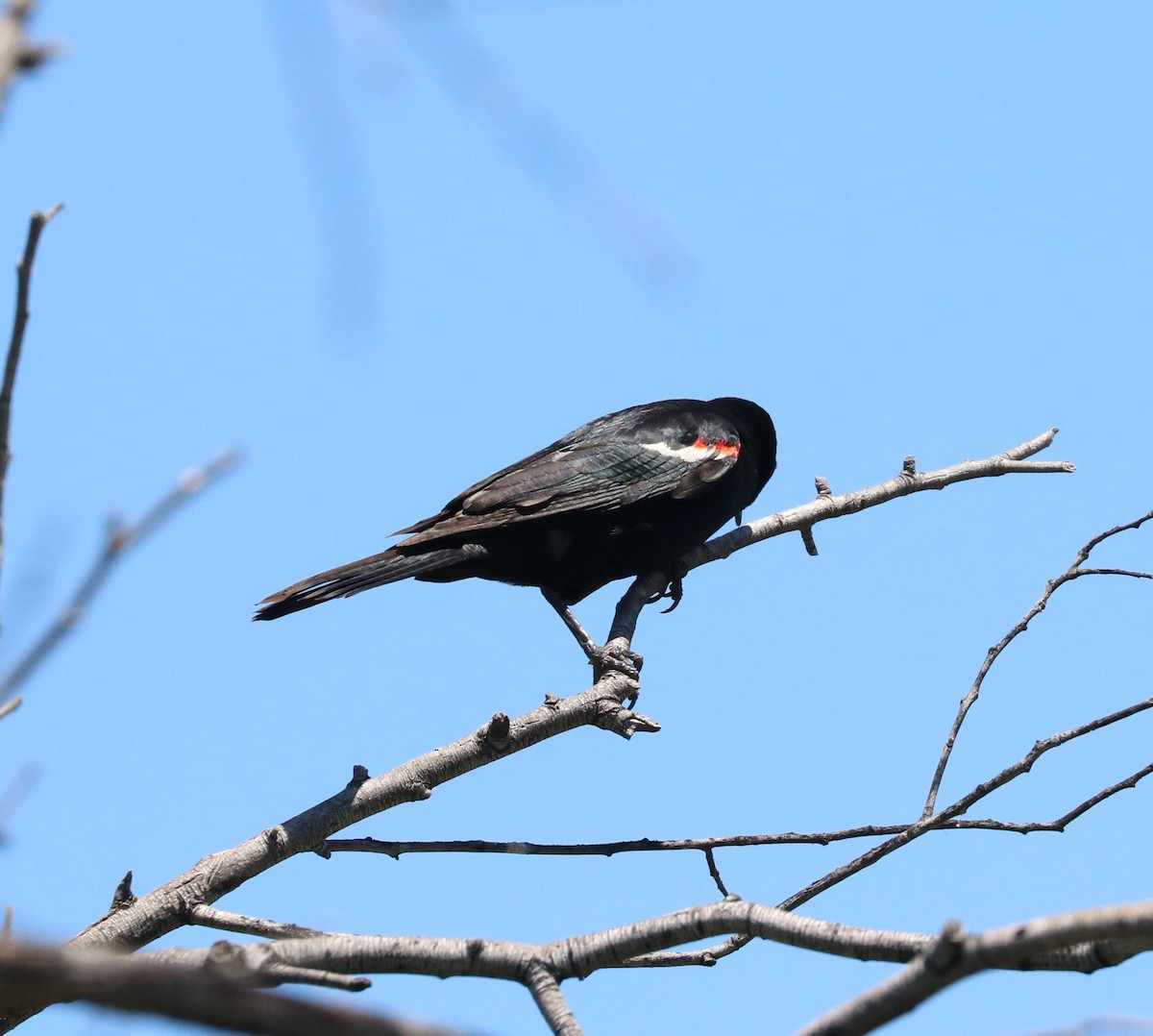 Tricolored Blackbird - ML619028526