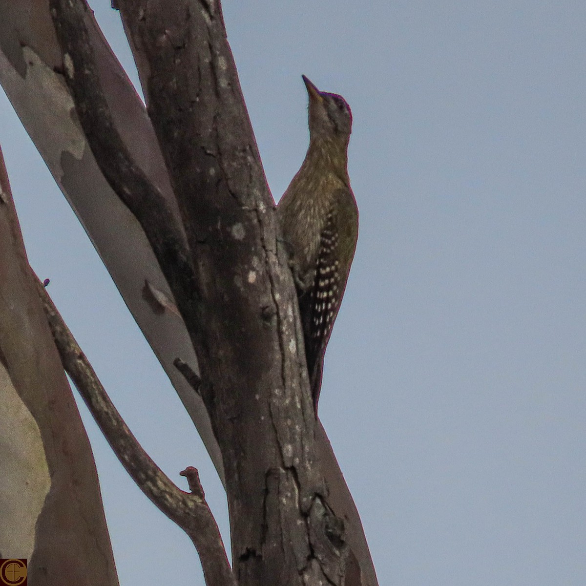 Streak-throated Woodpecker - ML619028539