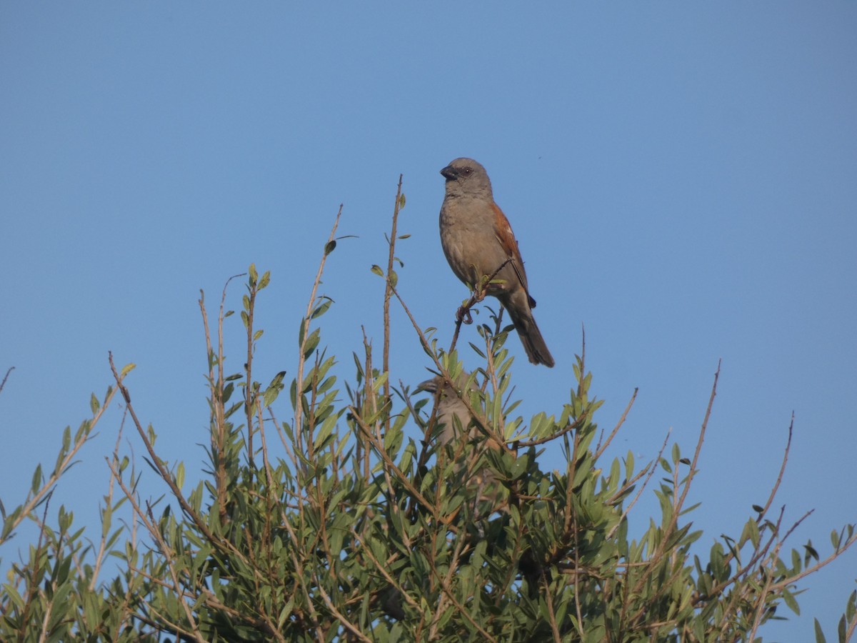 Parrot-billed Sparrow - ML619028550