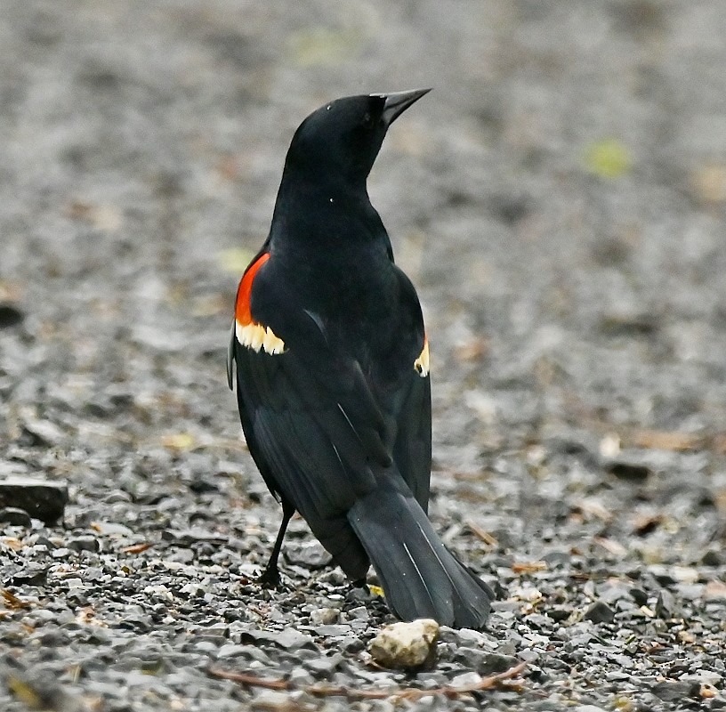 Red-winged Blackbird - ML619028552