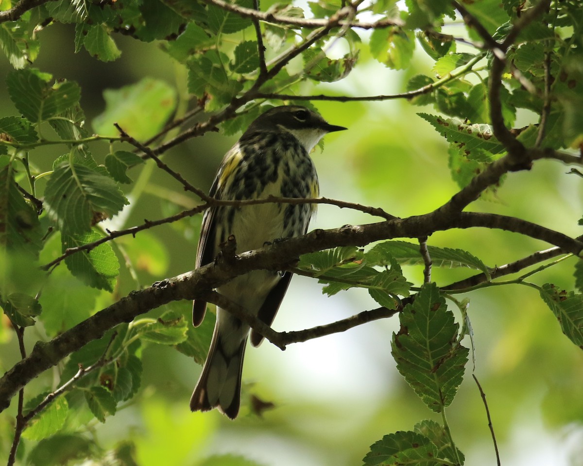 Cape May Warbler - ML619028577