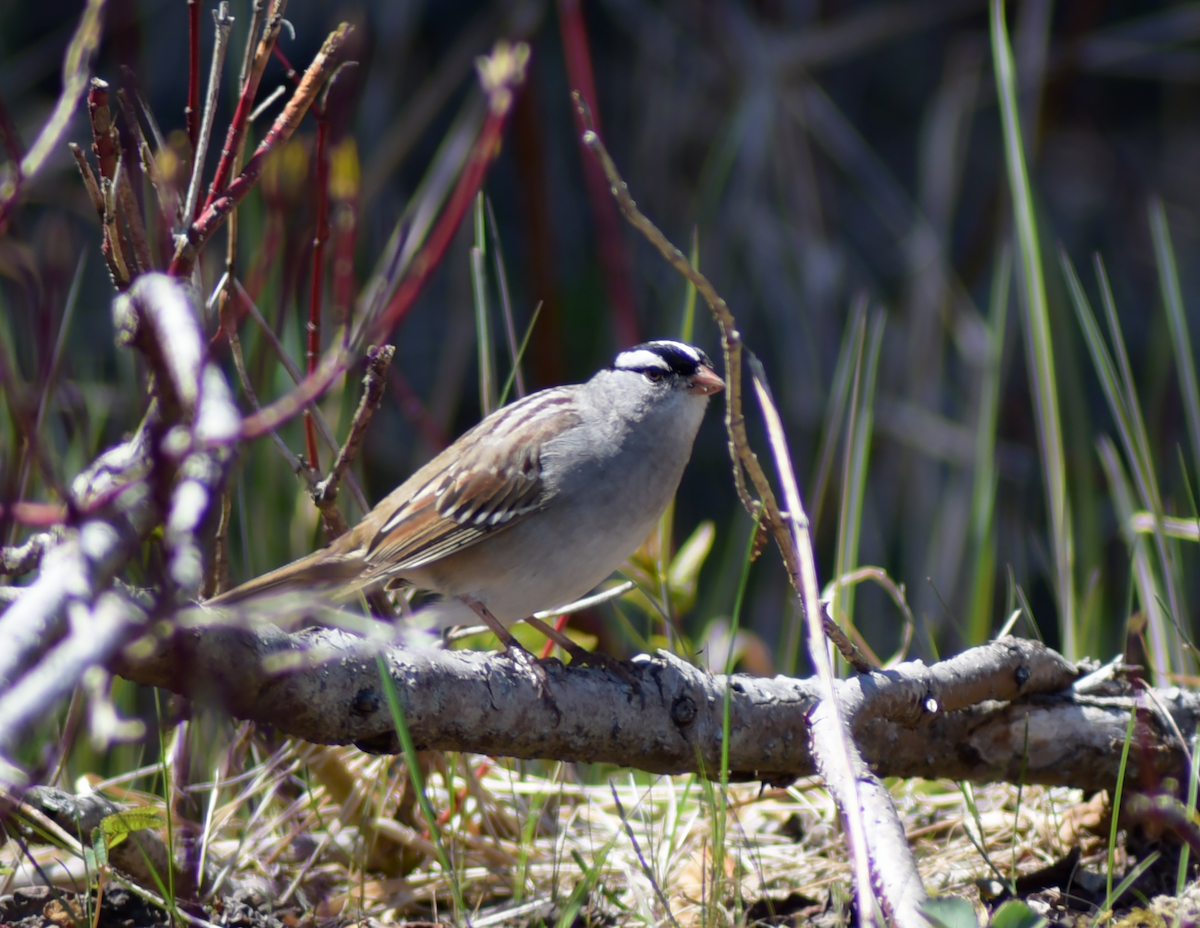 White-crowned Sparrow - ML619028586