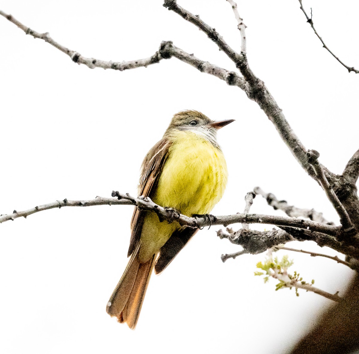 Great Crested Flycatcher - ML619028623