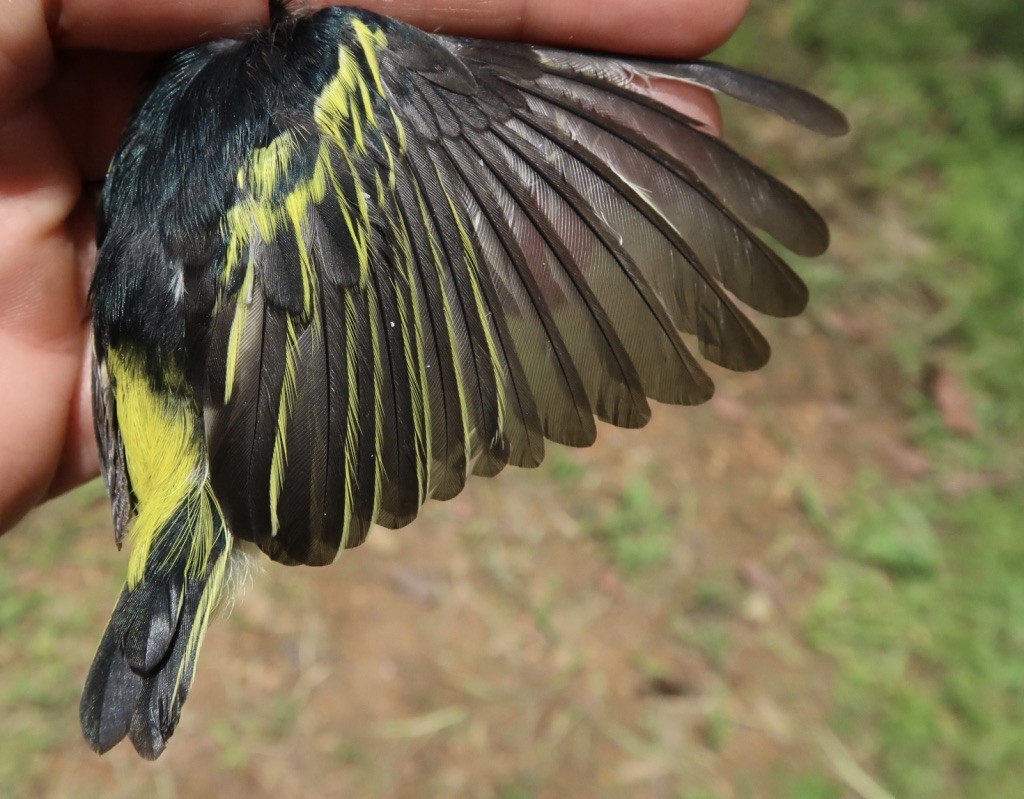 Yellow-rumped Tinkerbird (Yellow-rumped) - ML619028637